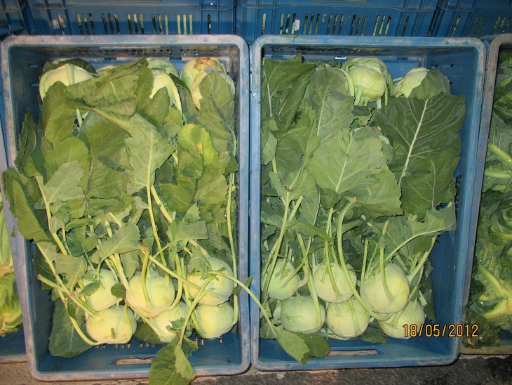 kohlrabi